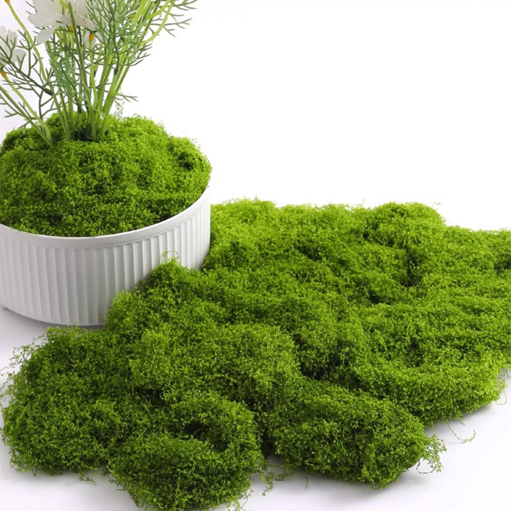 100/200/500g Eternal Life Moss - Terrarium Moss Art recensie en prijs