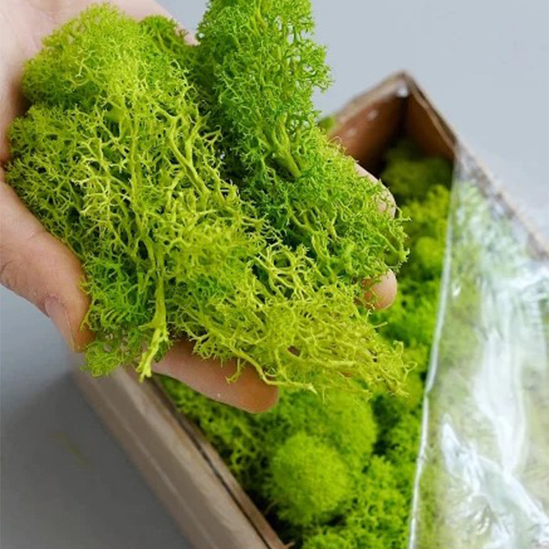 100/200/500g Eternal Life Moss - Terrarium Moss Art recensie en prijs