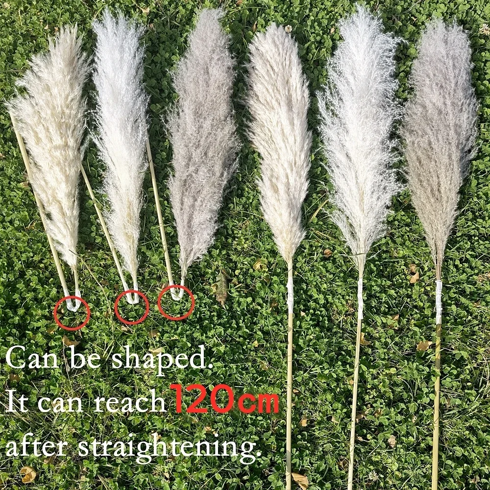 120cm - 130cm Fluffy Large Pam - Dried Flower Bulk recensie en prijs