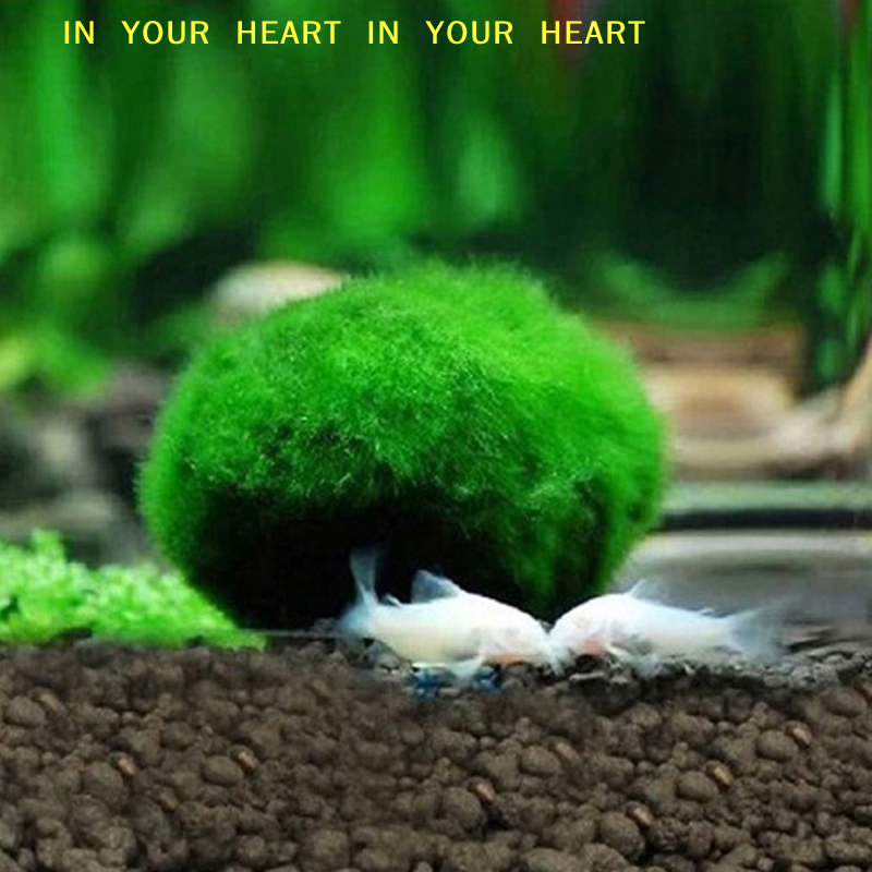 【X】3-4cm Marimo Moss Balls Liv - Terrarium Moss Art recensie en prijs