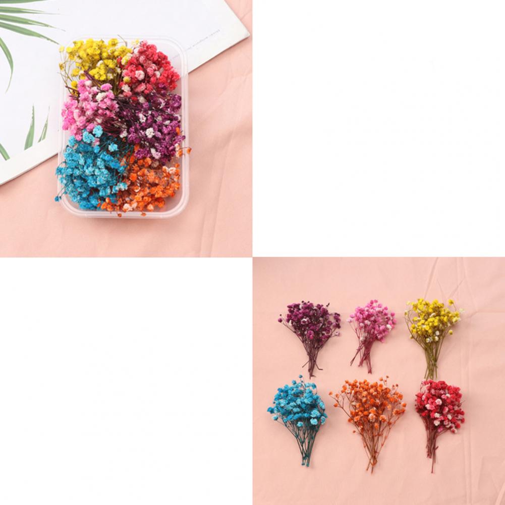 Natural Flowers Diy Dried Flow - Dried Flower Bulk recensie en prijs