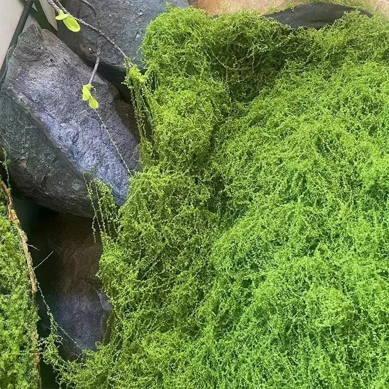 Green Fake Moss DIY Crafts Gra - Terrarium Moss Art recensie en prijs